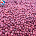 fresh apple from China huaniu apple fresh apple supplier